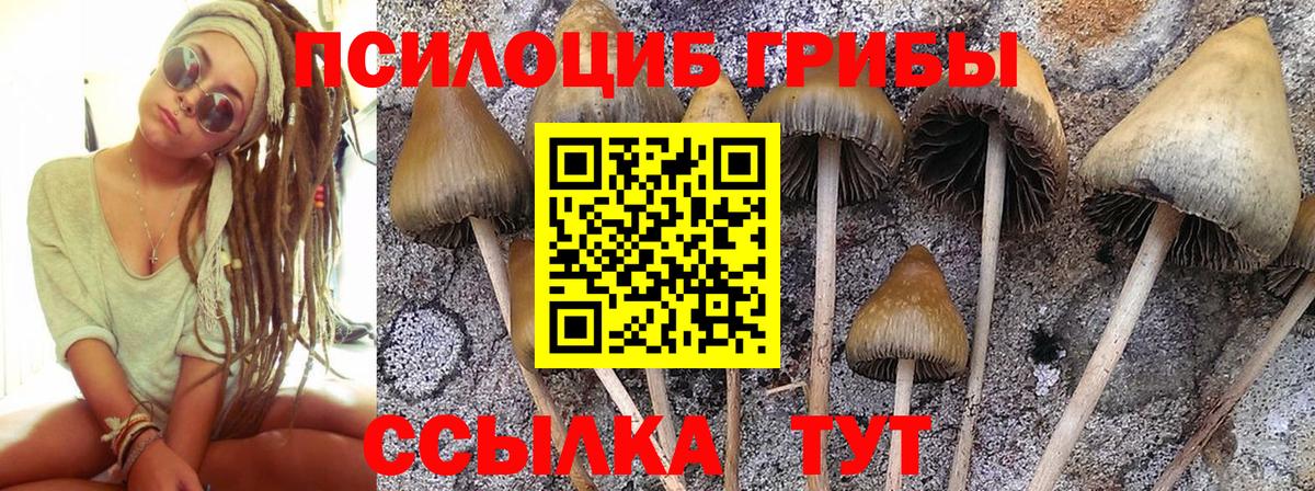 Татарск  Псилоцибиновые грибы Psilocybine cubensis  Вход с VPN 