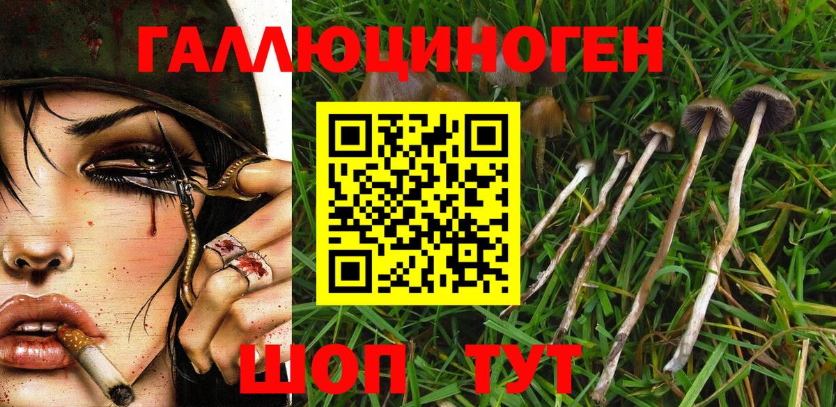 Псилоцибиновые грибы Psilocybe Татарск